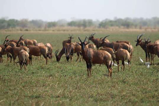 Image of Damaliscus lunatus tiang