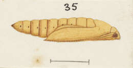 Image of Orocrambus simplex Butler 1877