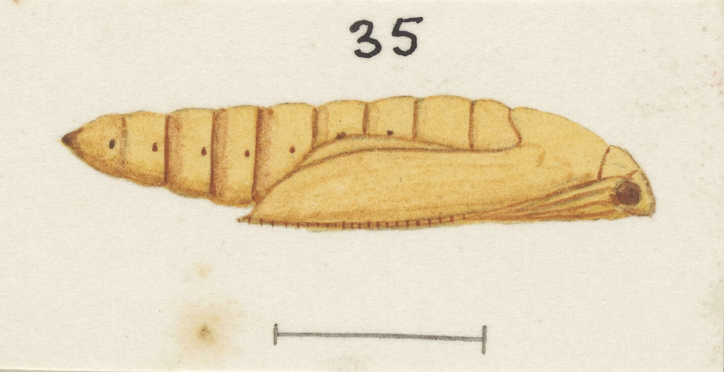 Image of Orocrambus simplex Butler 1877