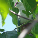 Image of Crimson-crowned Fruit Dove
