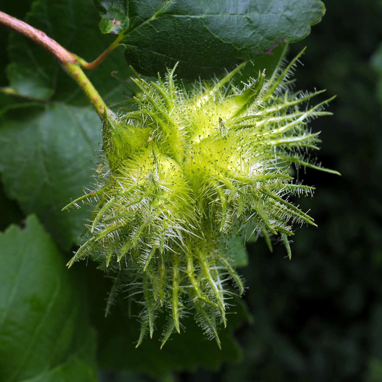 Image of Turkish Hazel