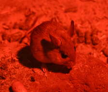 Image of Spinefex Hopping Mouse