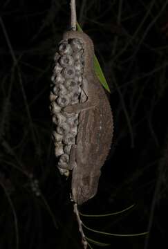 Image of Cape dwarf chameleon