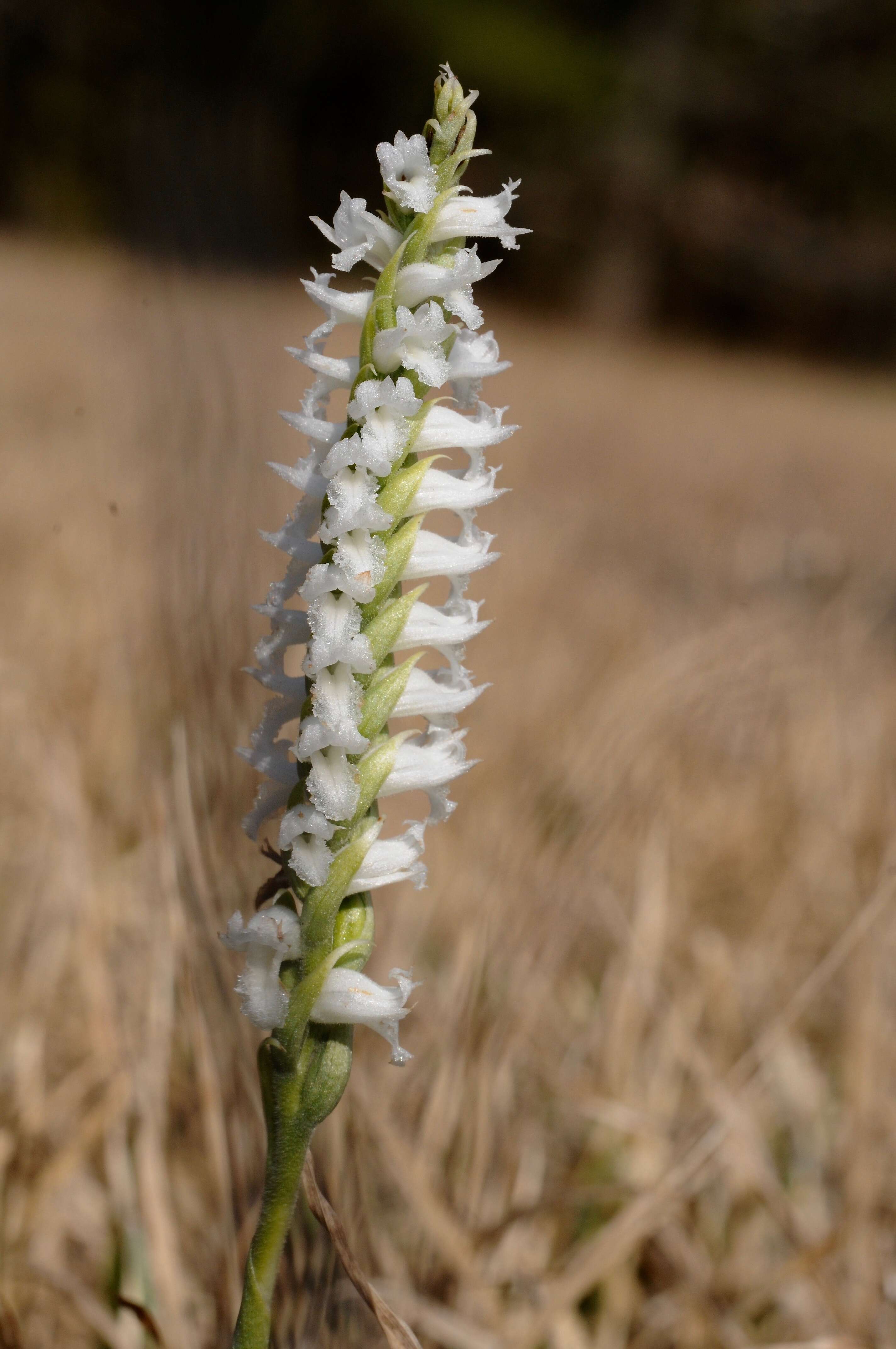 Image of Nodding lady's tresses