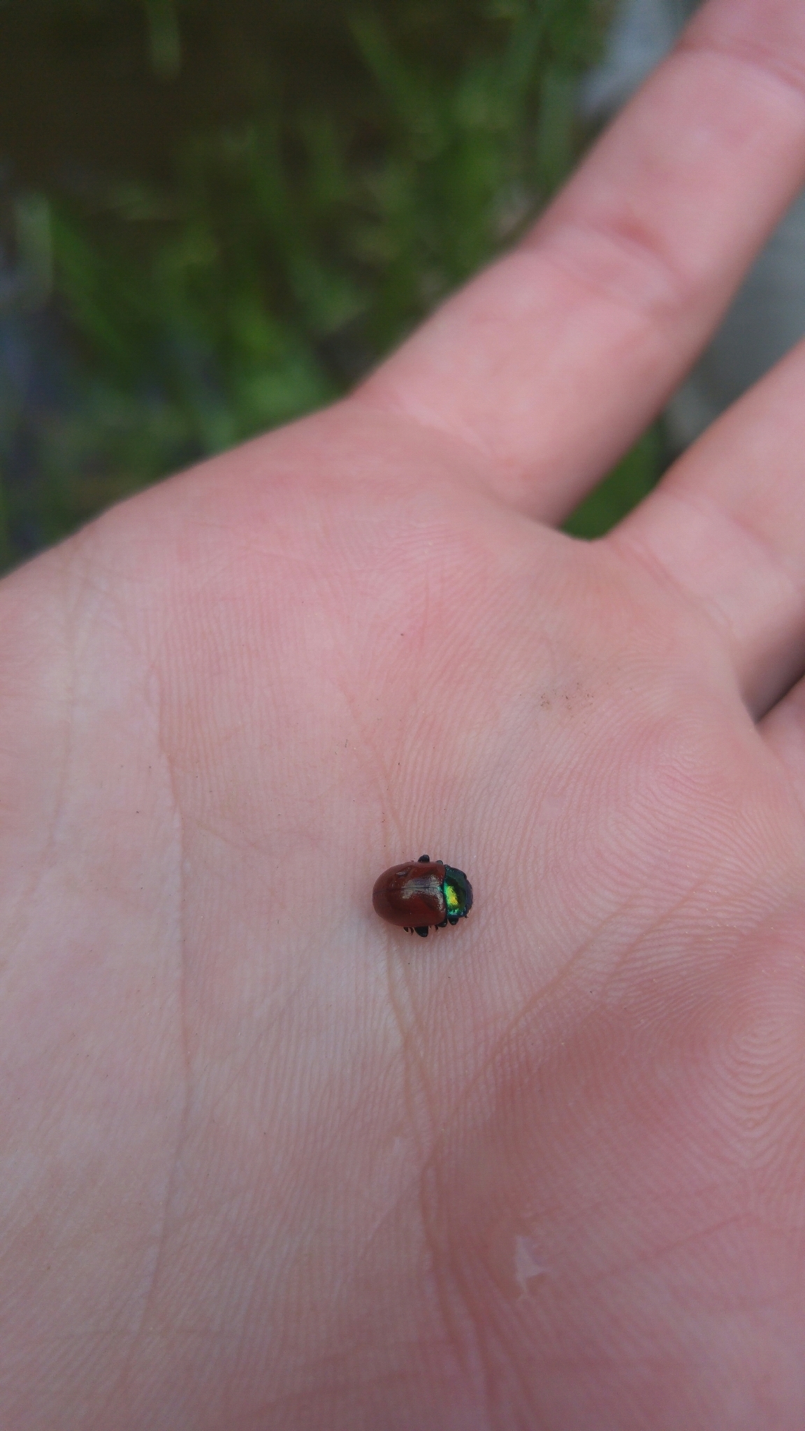 Image of Knotgrass Leaf Beetle