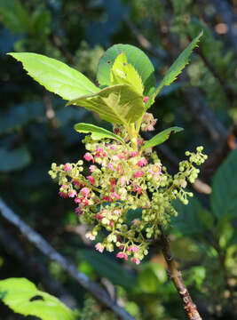 Image of wineberry