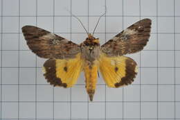 Image of Ulotrichopus macula Hampson 1891