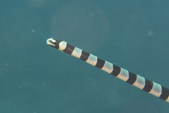 Image of Banded sea krait