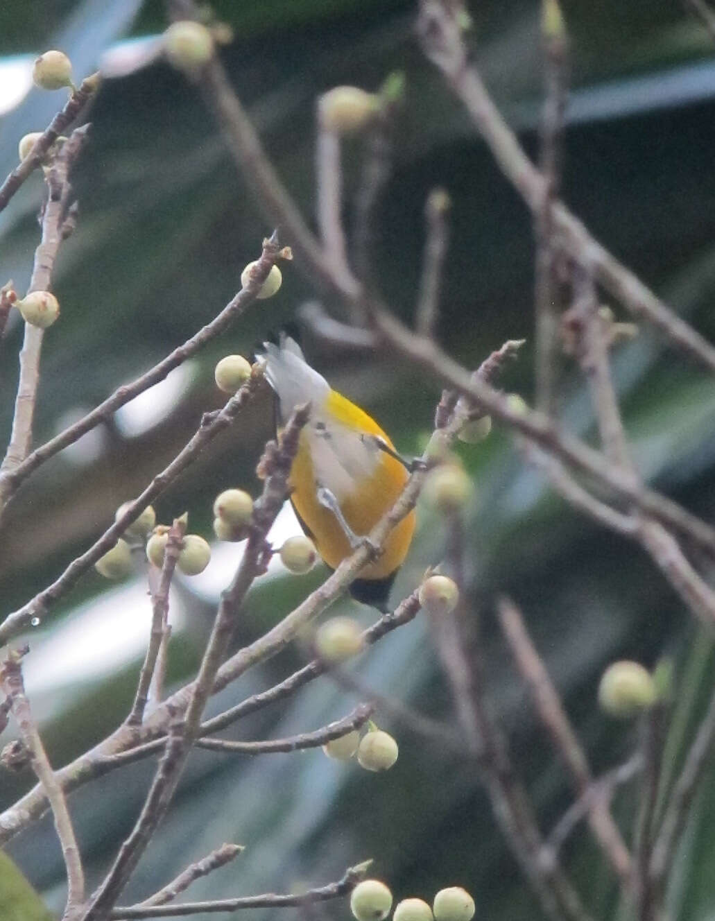 Euphonia minuta Cabanis 1849的圖片