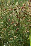 Juncus torreyi Coville resmi