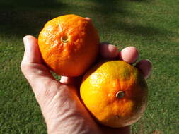 Image of Citrus reticulata