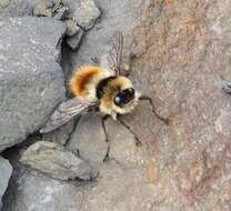 Image of Botfly