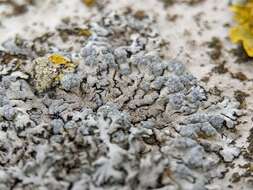 Image of Blue-gray rosette lichen