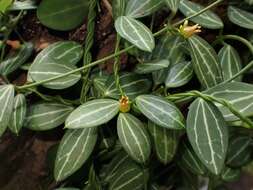 Image of Watermelon dischidia