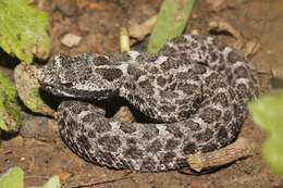Image of Querétaro dusky rattlesnake
