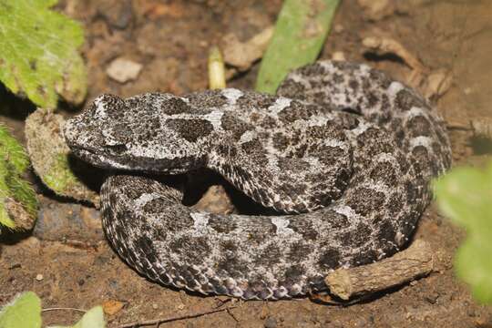 Image of Querétaro dusky rattlesnake