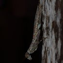 Image of Mantis