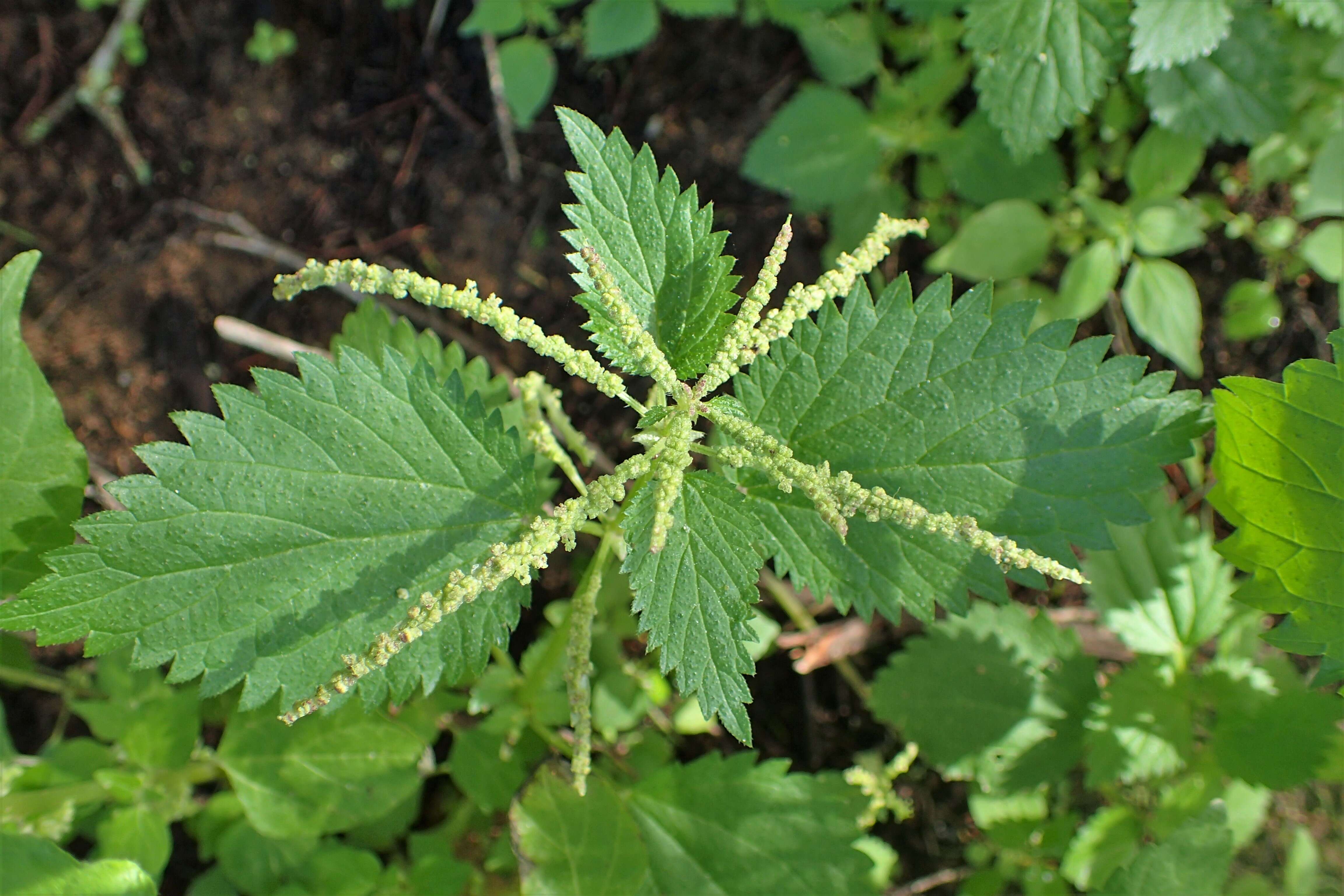 Image de Urtica membranacea Poir.