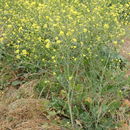 Image of <i>Brassica nigra</i>