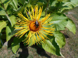 Imagem de Inula royleana DC.