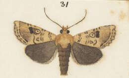 Image of Meterana inchoata Philpott 1920