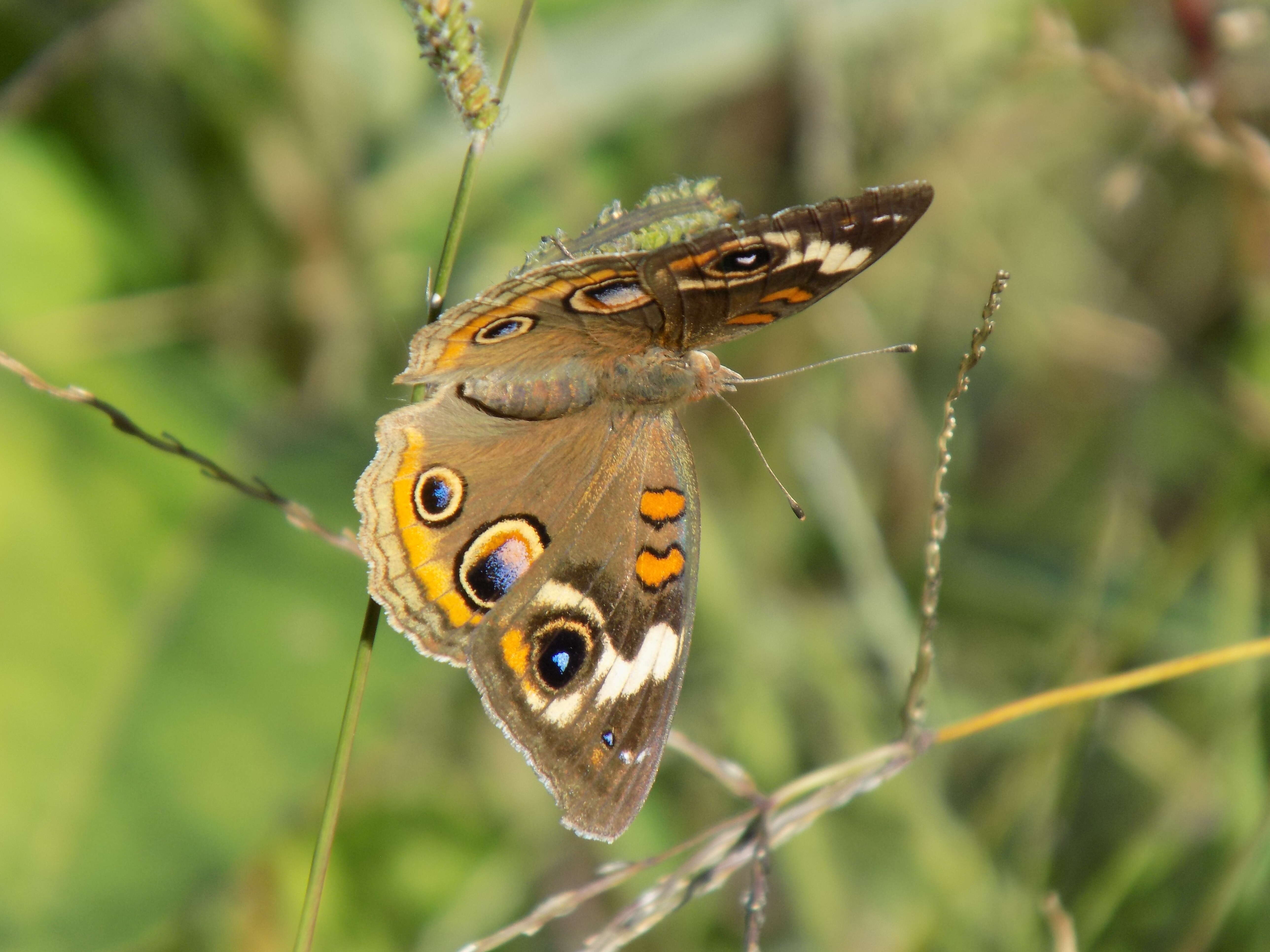 Image of Common buckeye