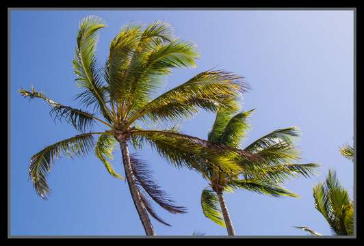 Image of coconut palm