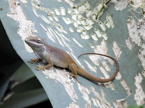 Image of Allison's Anole