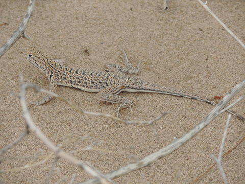 18.https www inaturalist org photos 3685796.580x360