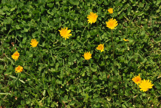 Image of Potato dandelion