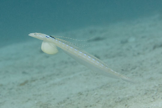 Image of Long-rayed sand-diver