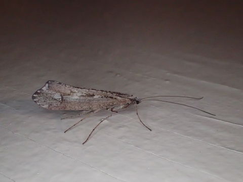18.https www inaturalist org photos 3687649.580x360