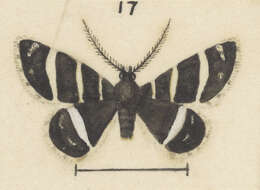 Image of Notoreas ortholeuca Hudson 1922