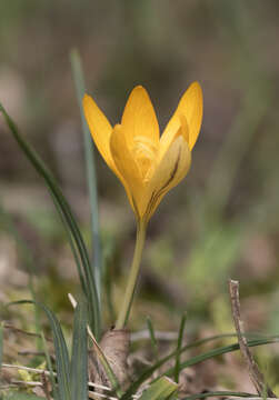 Image of Crocus vitellinus Wahlenb.