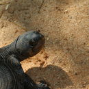 Image of Madagascar Big-headed Turtle
