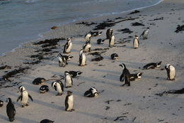 Image of African penguin
