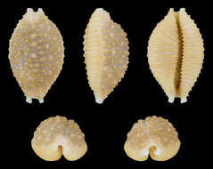 Image of Kernel cowry