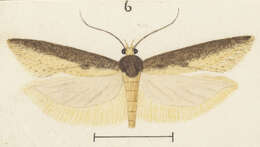 Imagem de Kiwaia parapleura Meyrick 1866