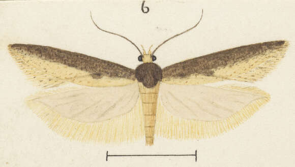 Imagem de Kiwaia parapleura Meyrick 1866