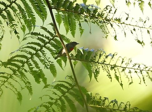 18.https www inaturalist org photos 369119.580x360