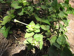 Image of Four o'Clock flower