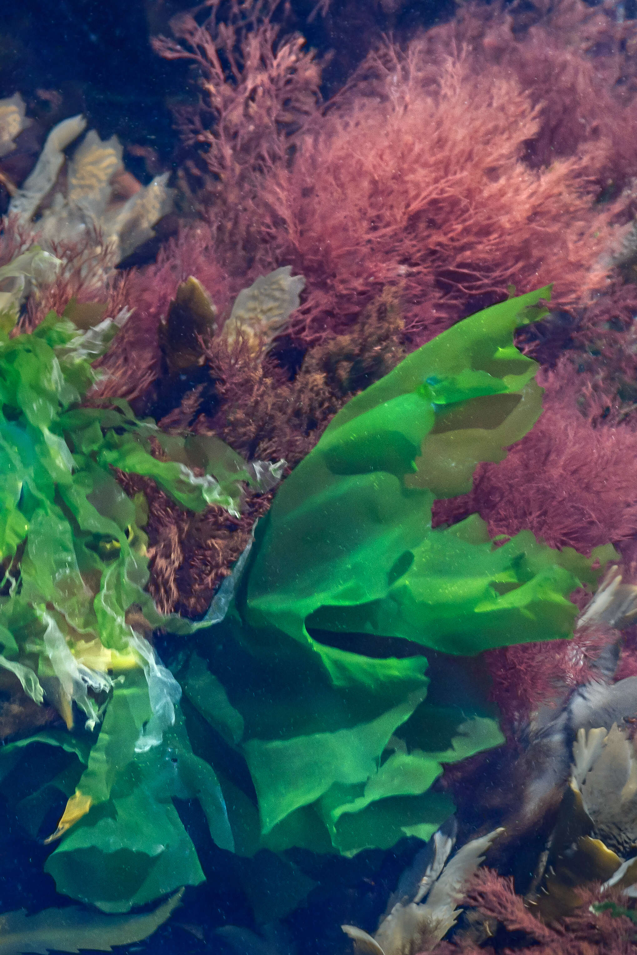 Image of toothed wrack