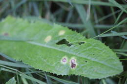 Image of Cystiphora sonchi (Vallot 1827)