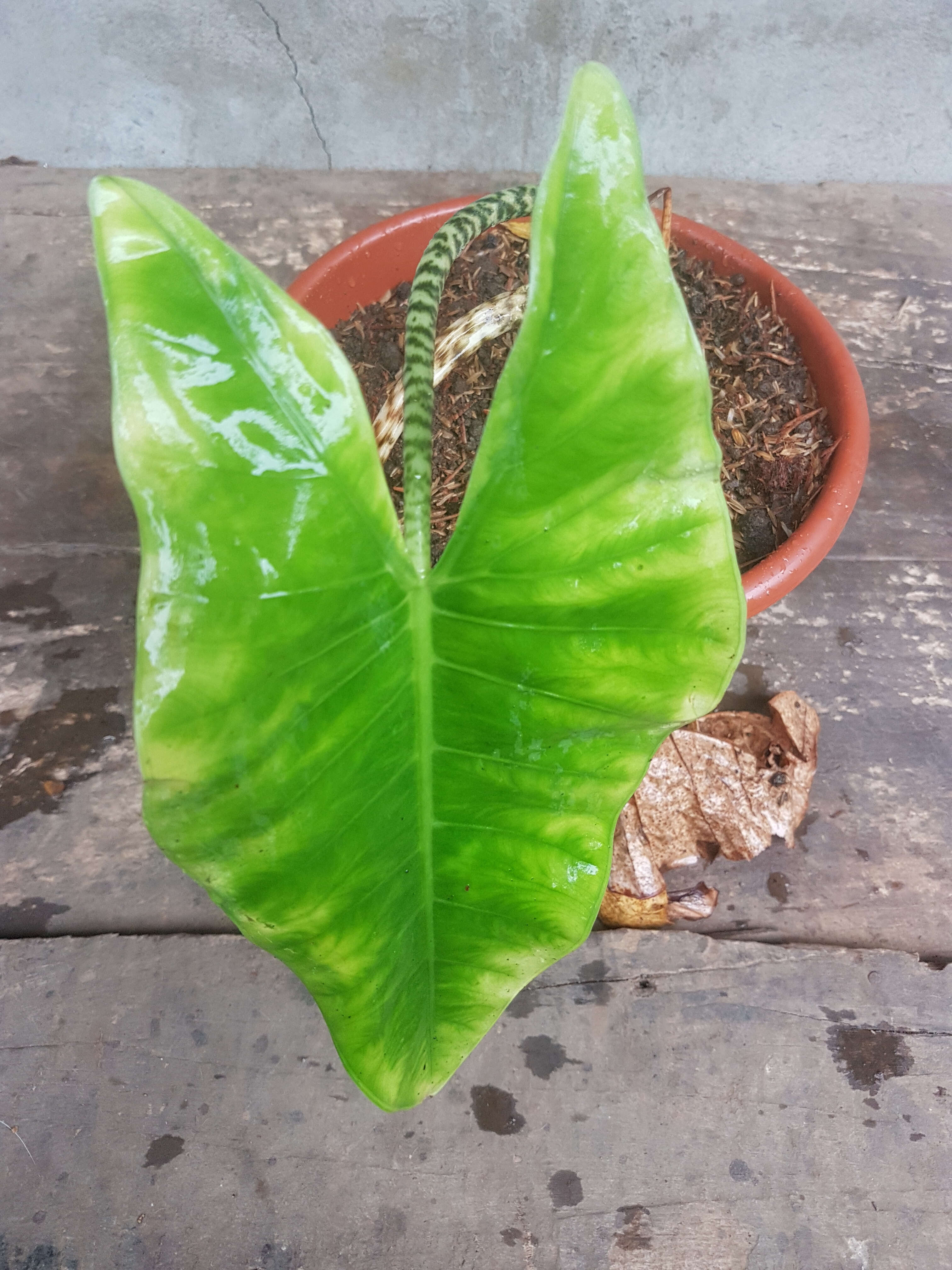 Image of Alocasia zebrina Schott ex Van Houtte