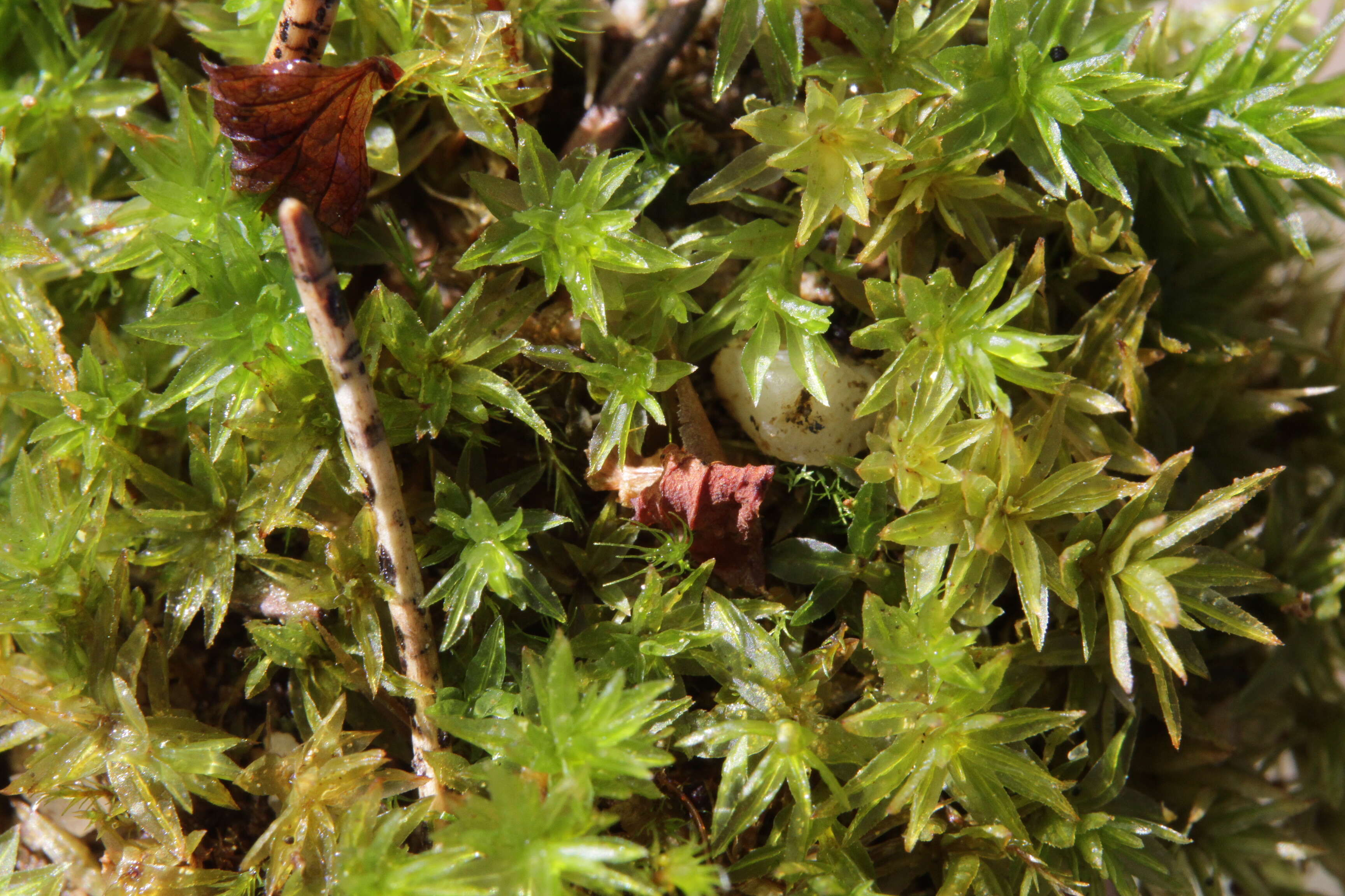 Image of atrichum moss