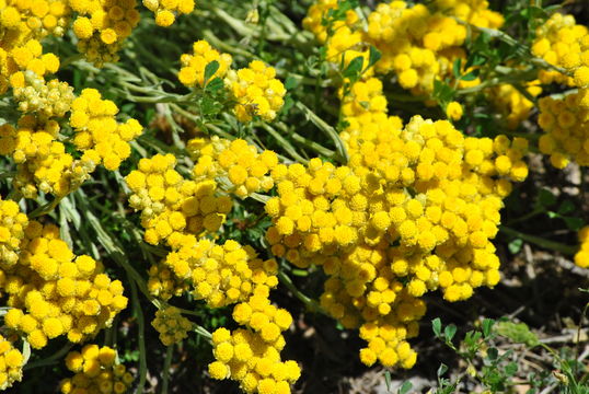 Image of <i>Helichrysum stoechas</i>