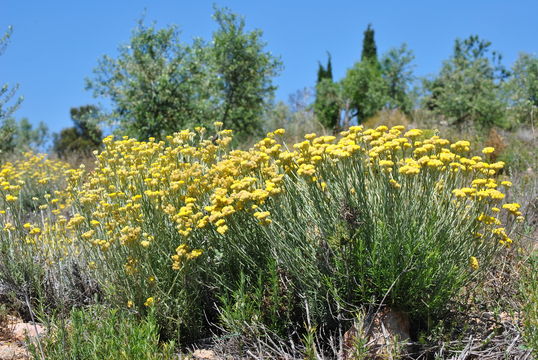 Image of <i>Helichrysum stoechas</i>