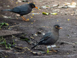 Image of Indian Blackbird