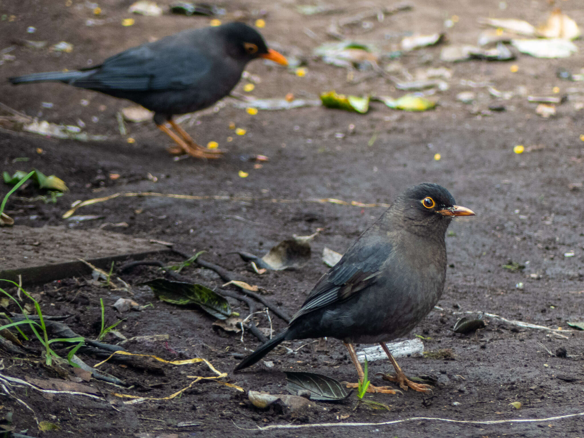 Image of Indian Blackbird