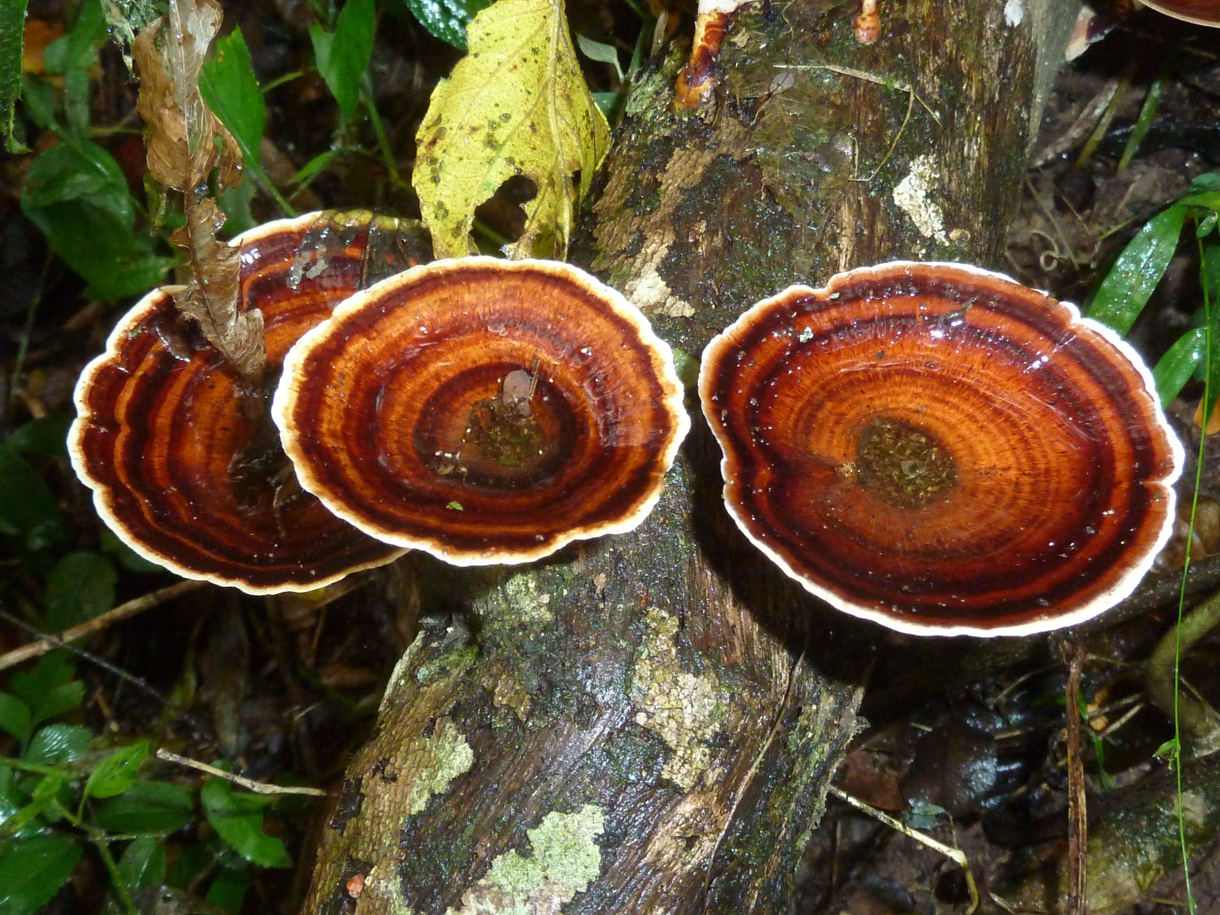 Microporus xanthopus (Fr.) Kuntze 1898 resmi